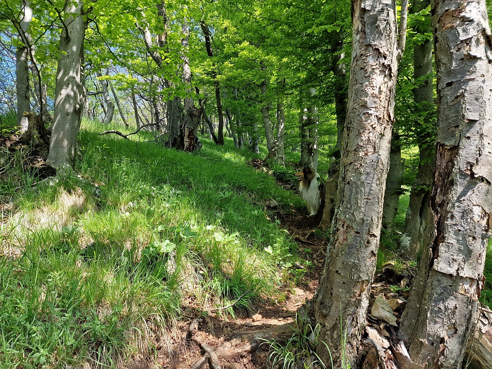 Slika je vidna v Google Chromu.