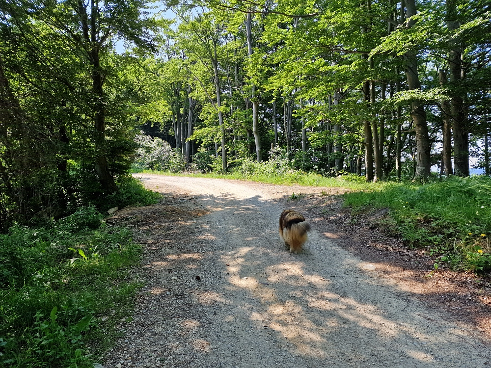 Slika je vidna v Google Chromu.