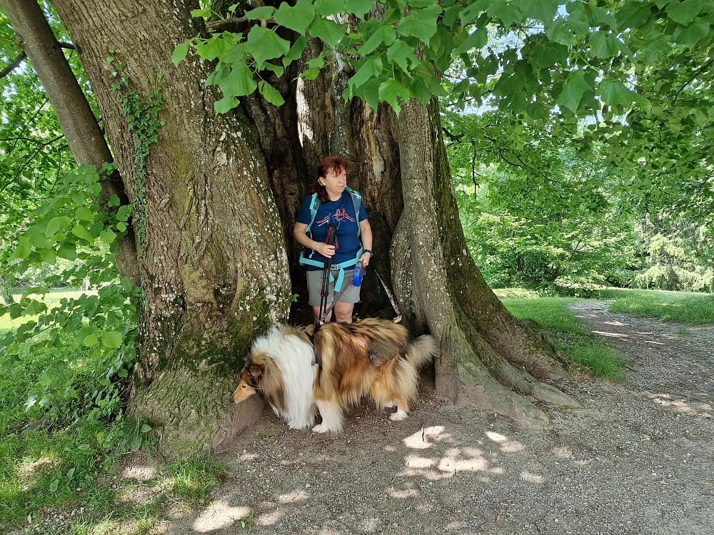 Slika je vidna v Google Chromu.