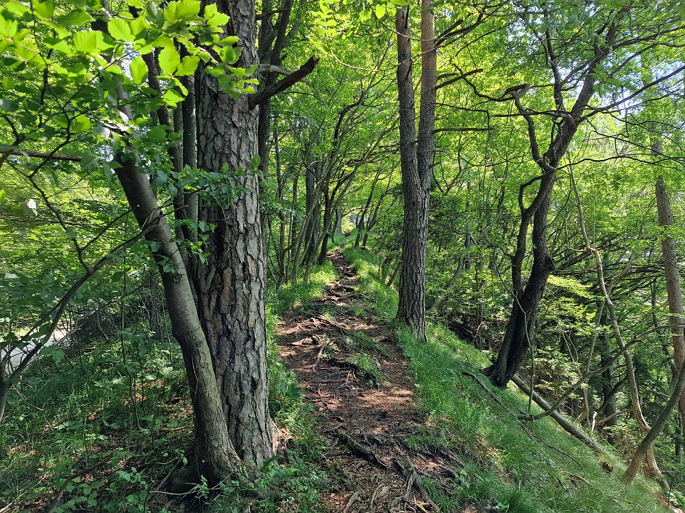Slika je vidna v Google Chromu.