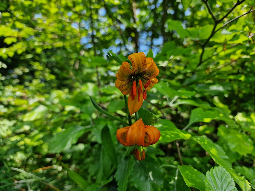 Slika je vidna v Google Chromu.