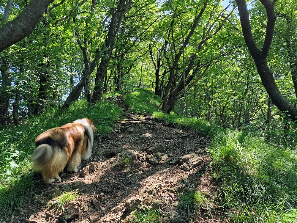 Slika je vidna v Google Chromu.