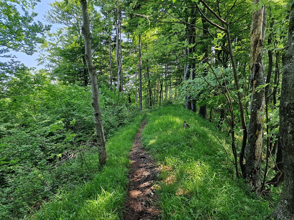 Slika je vidna v Google Chromu.