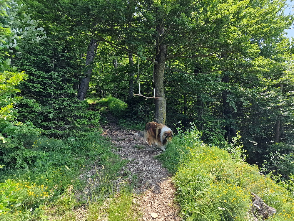 Slika je vidna v Google Chromu.