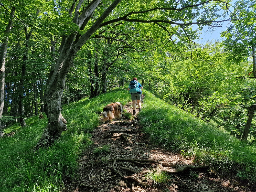 Slika je vidna v Google Chromu.