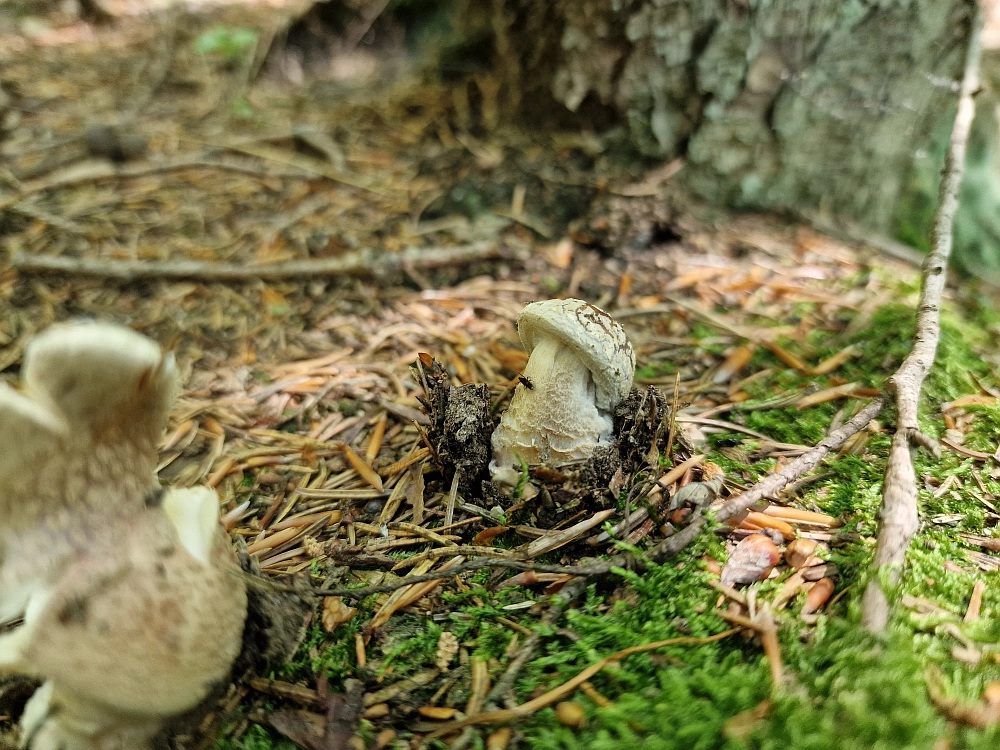 Slika je vidna v Google Chromu.