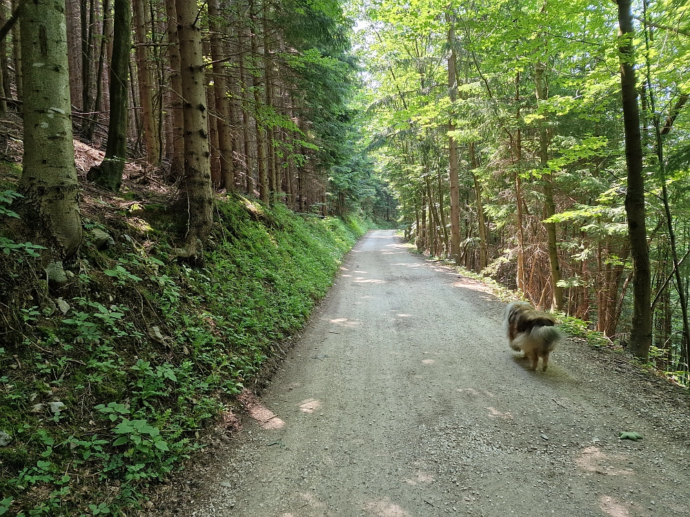 Slika je vidna v Google Chromu.
