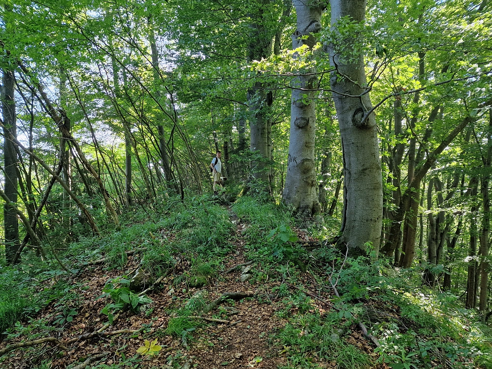 Slika je vidna v Google Chromu.