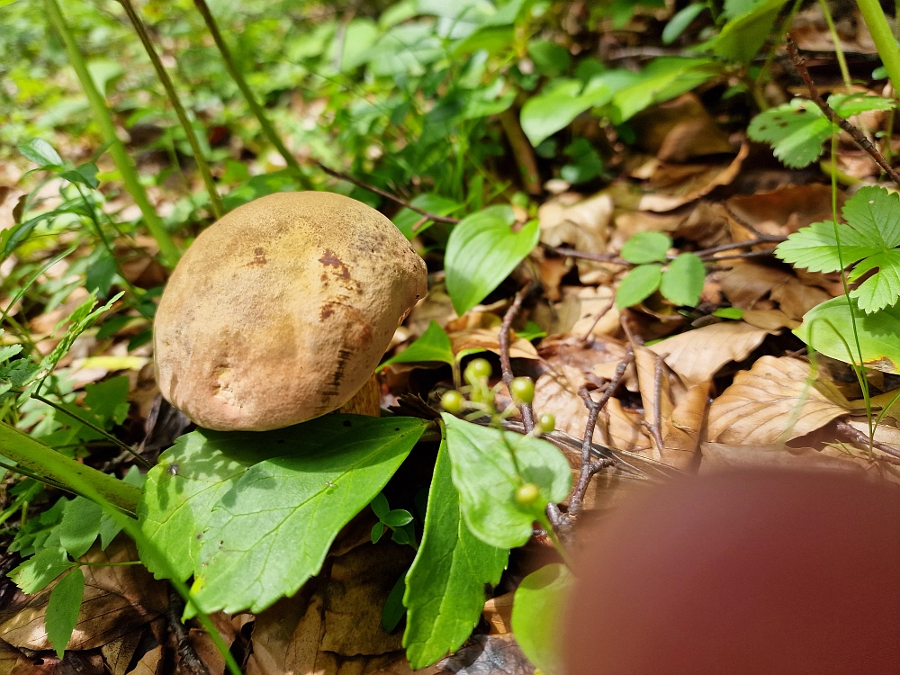 Slika je vidna v Google Chromu.