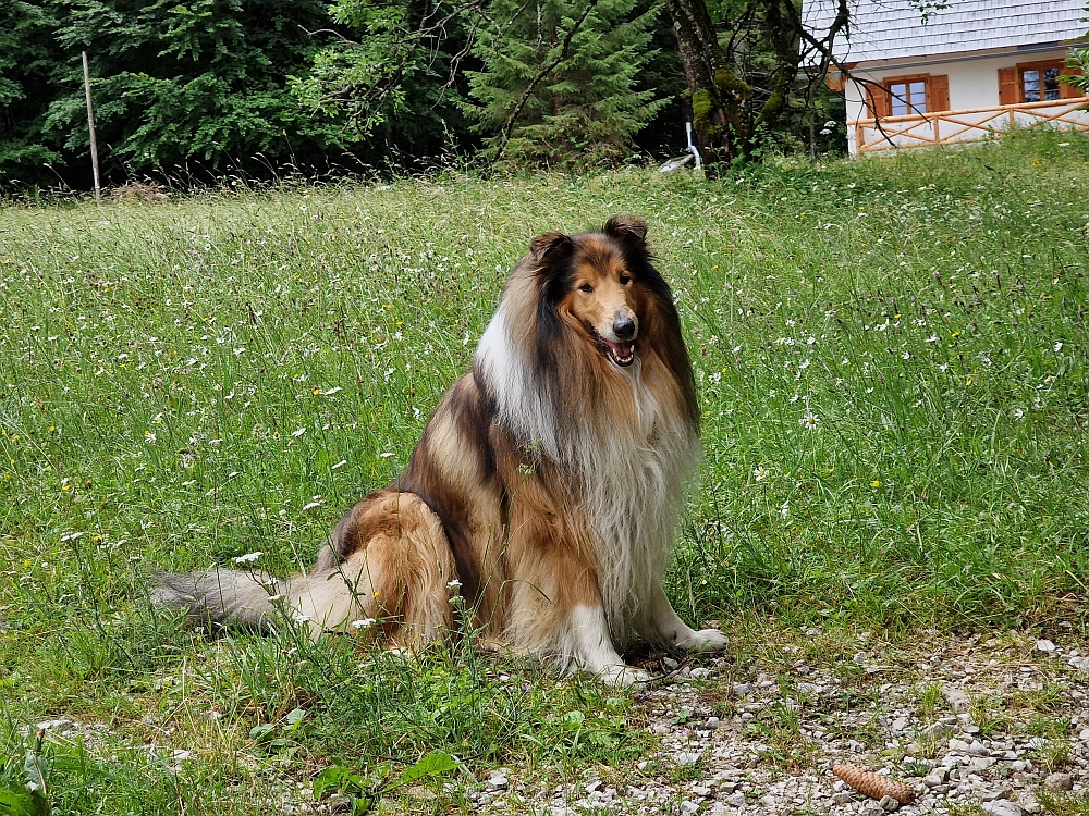 Slika je vidna v Google Chromu.