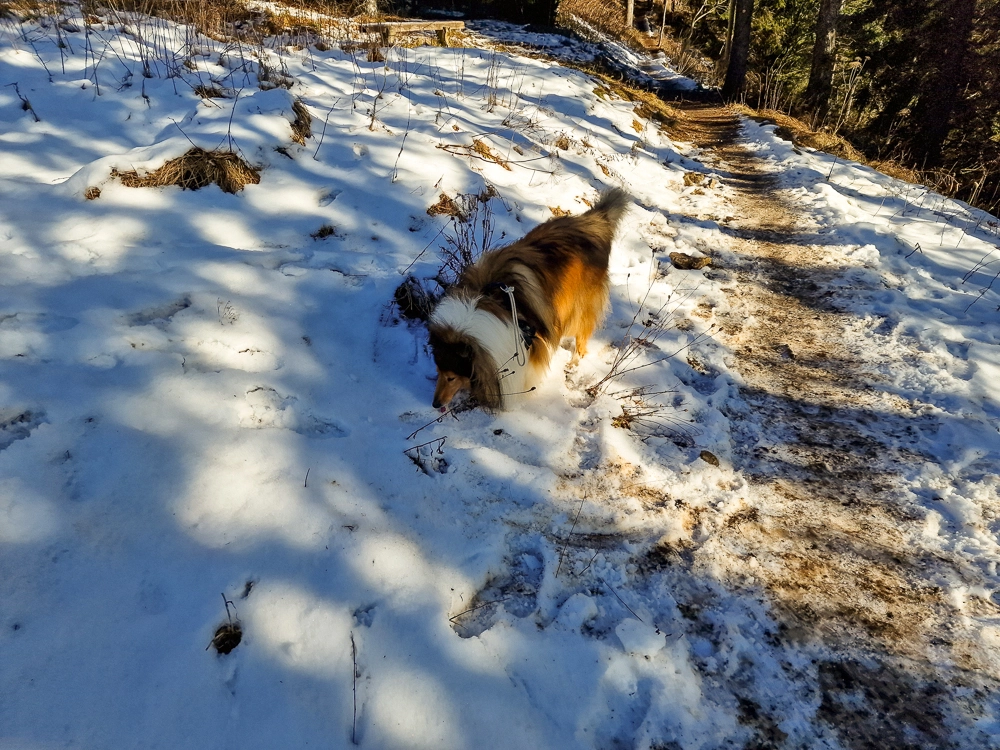 Slika je vidna v Google Chromu.