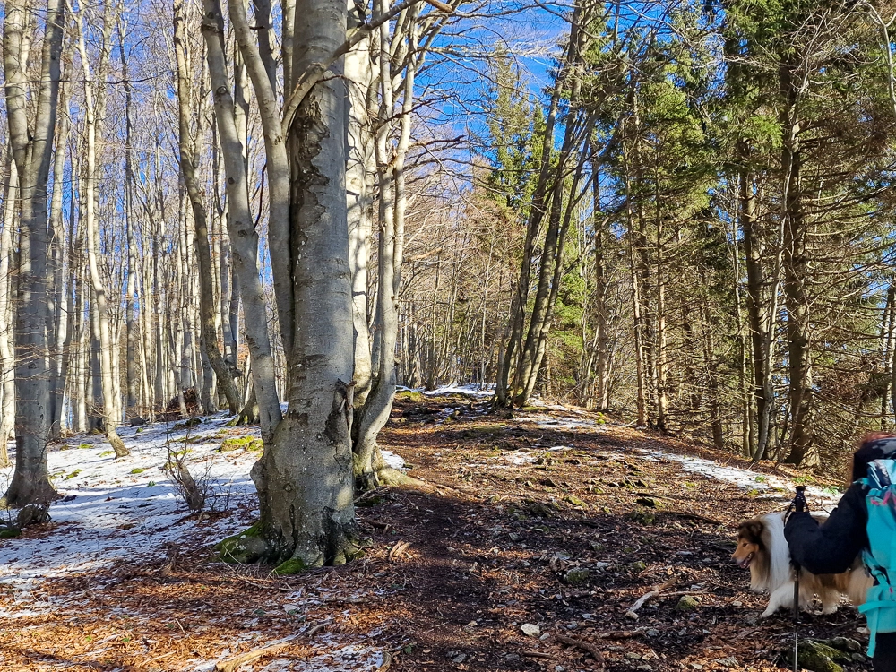 Slika je vidna v Google Chromu.