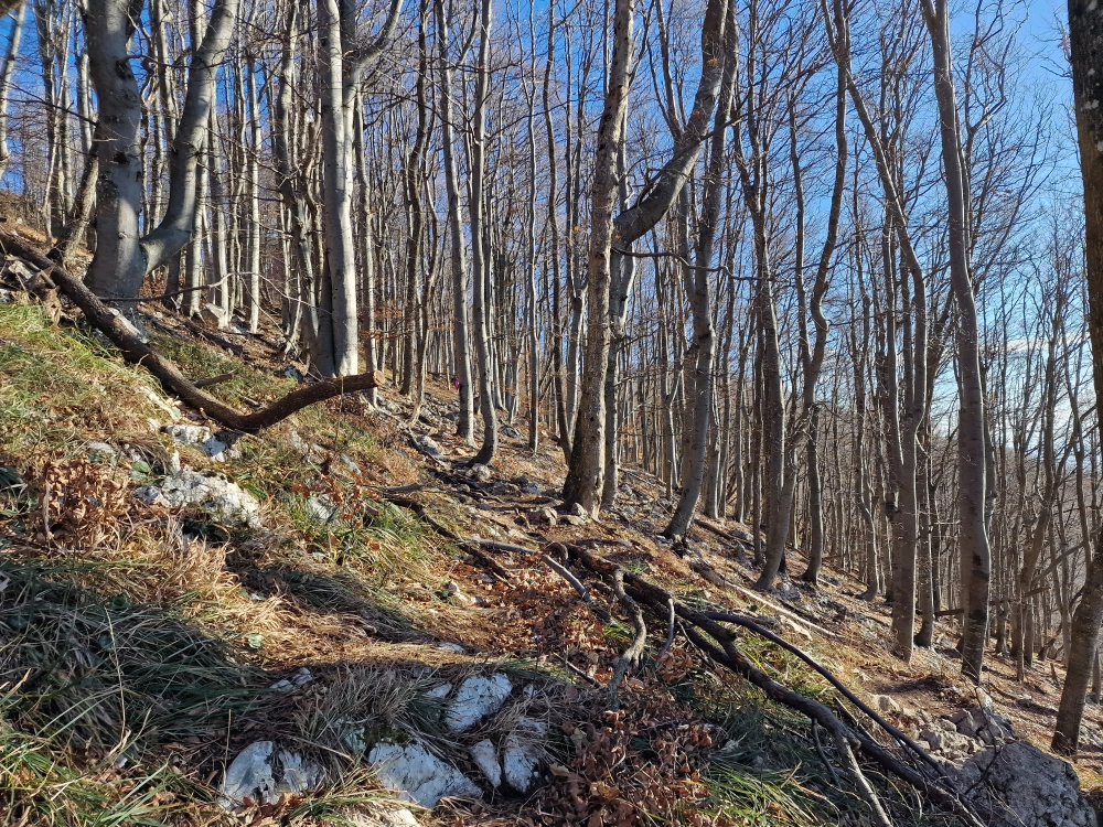 Slika je vidna v Google Chromu.