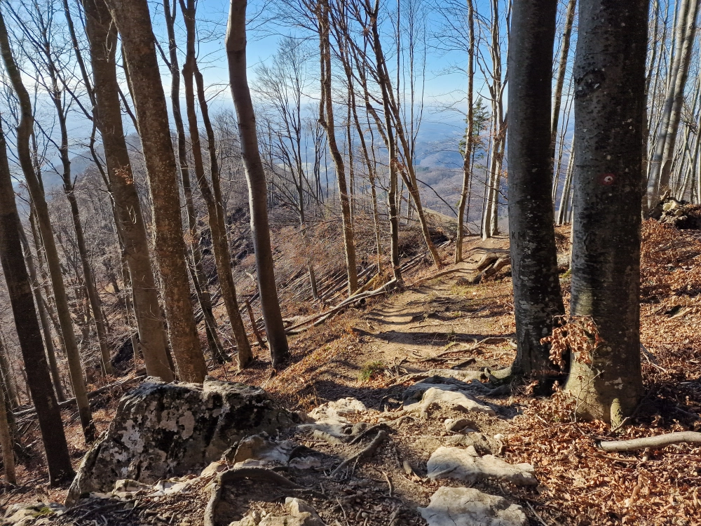 Slika je vidna v Google Chromu.