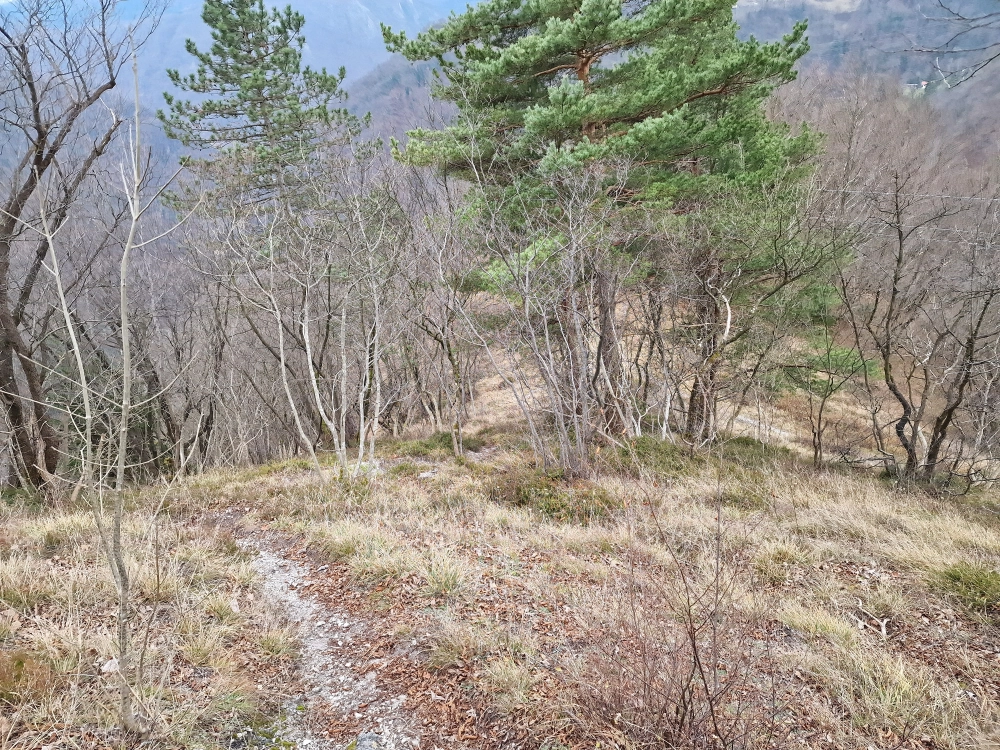 Slika je vidna v Google Chromu.