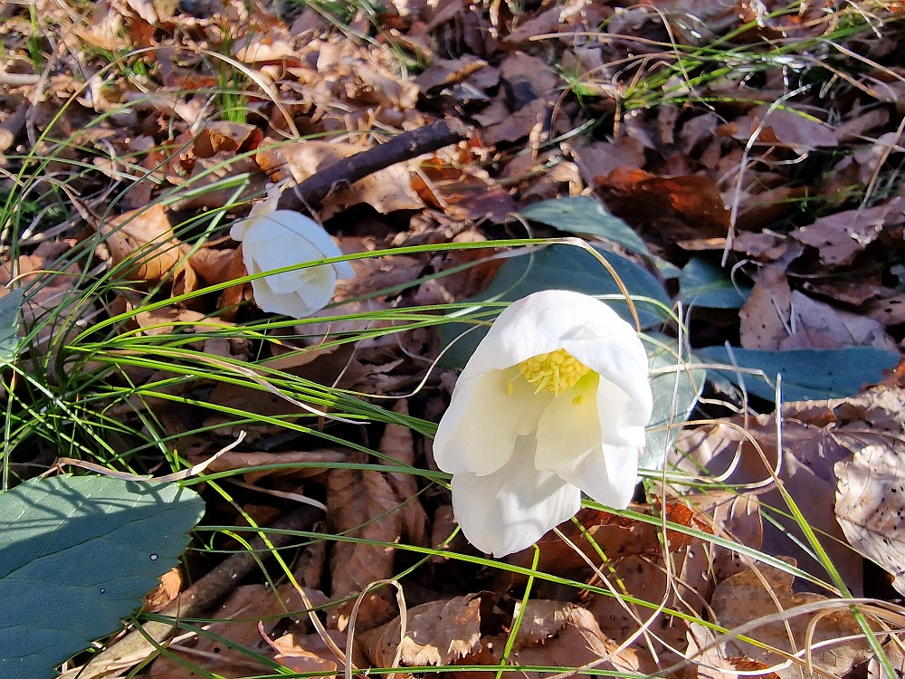 Slika je vidna v Google Chromu.
