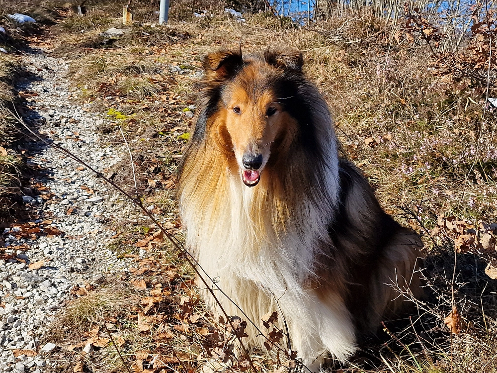 Slika je vidna v Google Chromu.