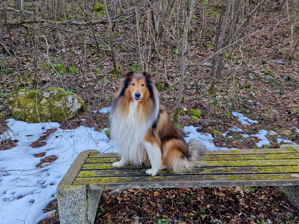 Slika je vidna v Google Chromu.