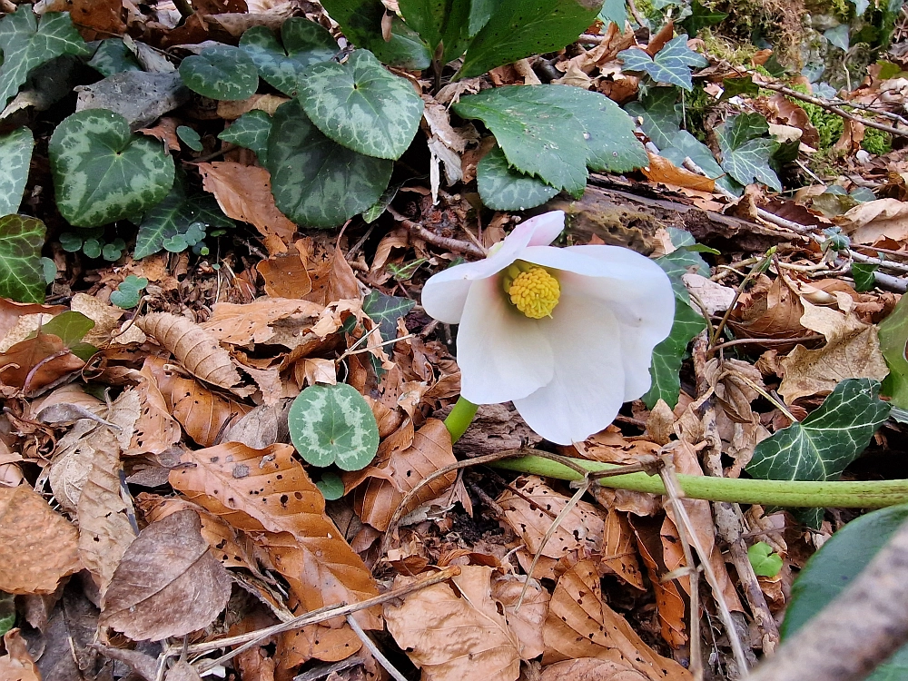 Slika je vidna v Google Chromu.