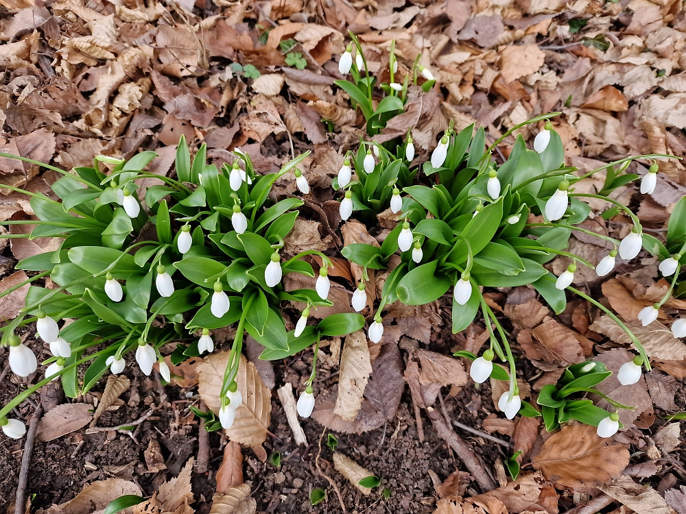 Slika je vidna v Google Chromu.