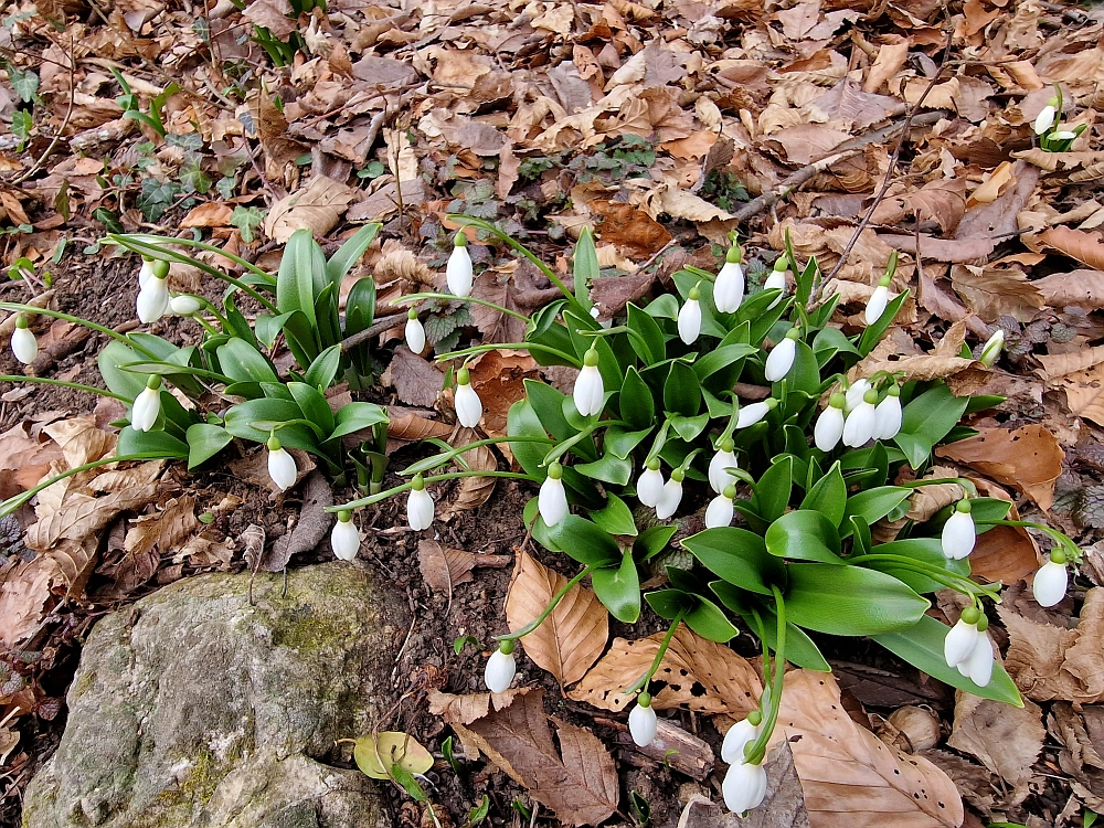 Slika je vidna v Google Chromu.