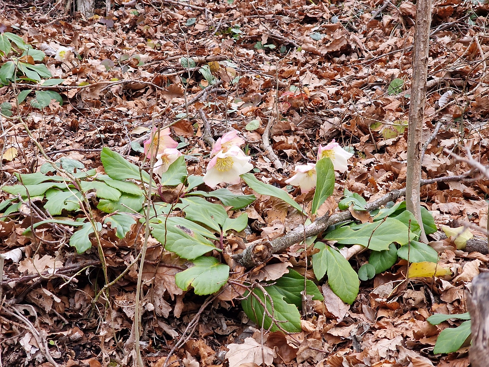 Slika je vidna v Google Chromu.
