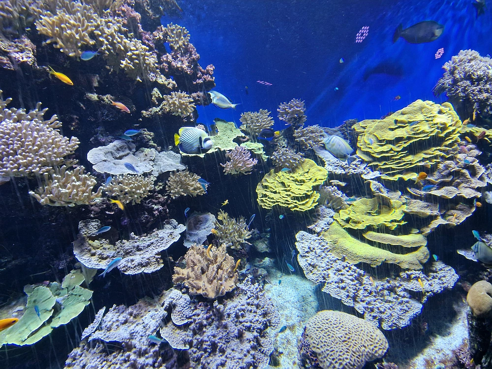 Slika je vidna v Google Chromu.