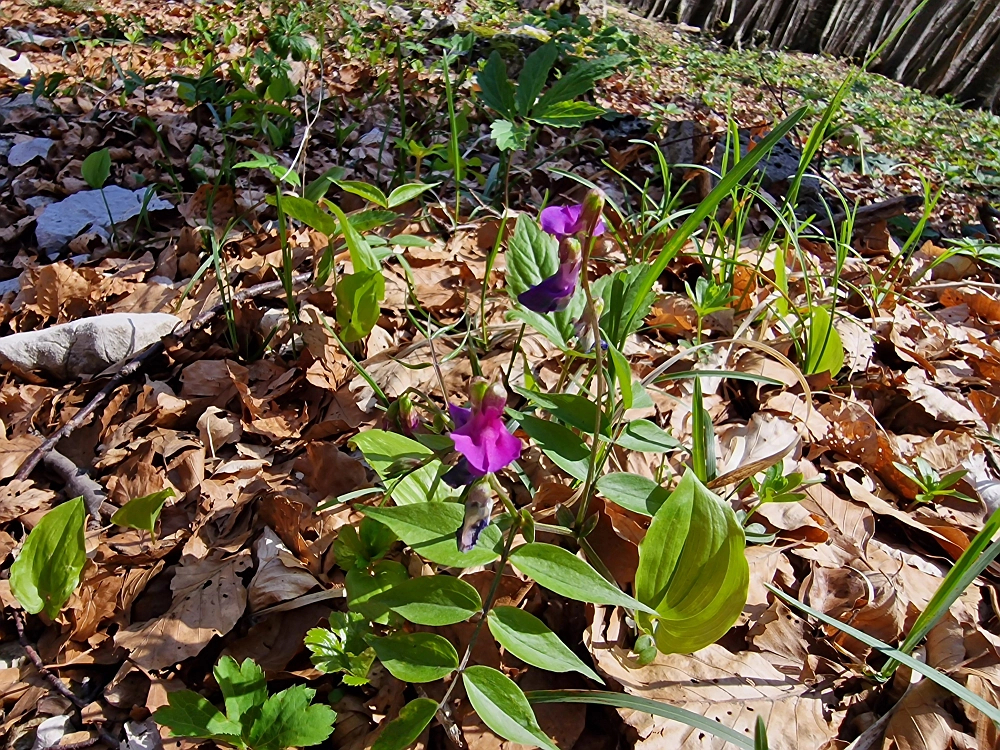 Slika je vidna v Google Chromu.