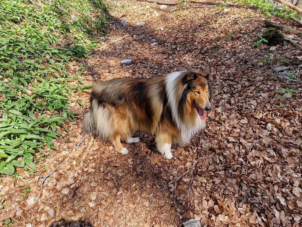 Slika je vidna v Google Chromu.