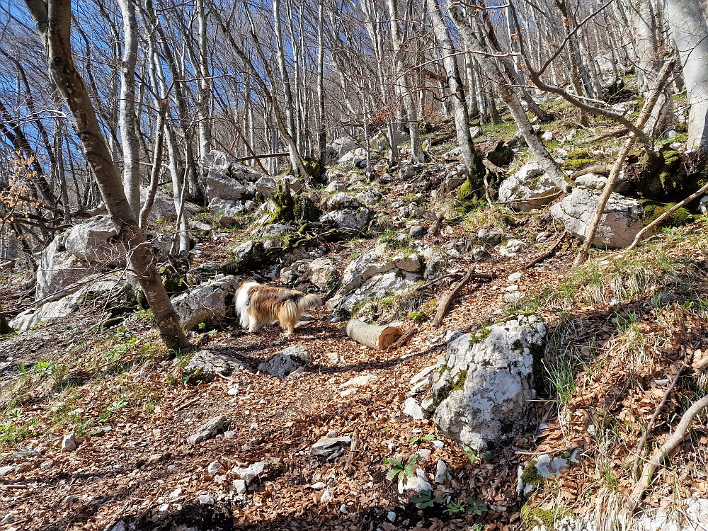 Slika je vidna v Google Chromu.
