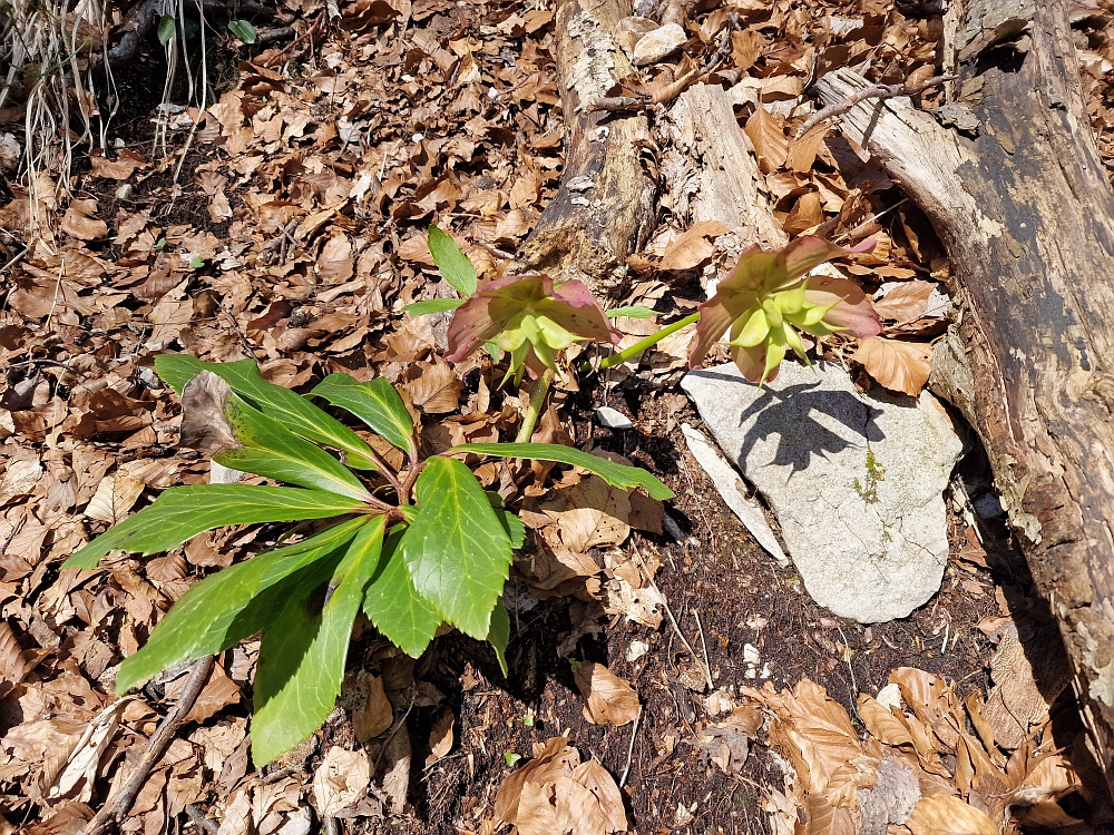 Slika je vidna v Google Chromu.