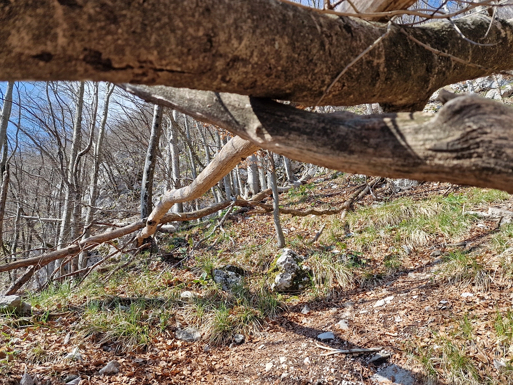 Slika je vidna v Google Chromu.