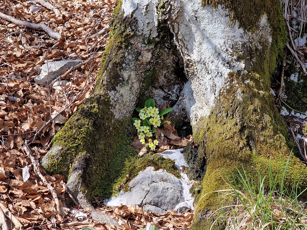 Slika je vidna v Google Chromu.