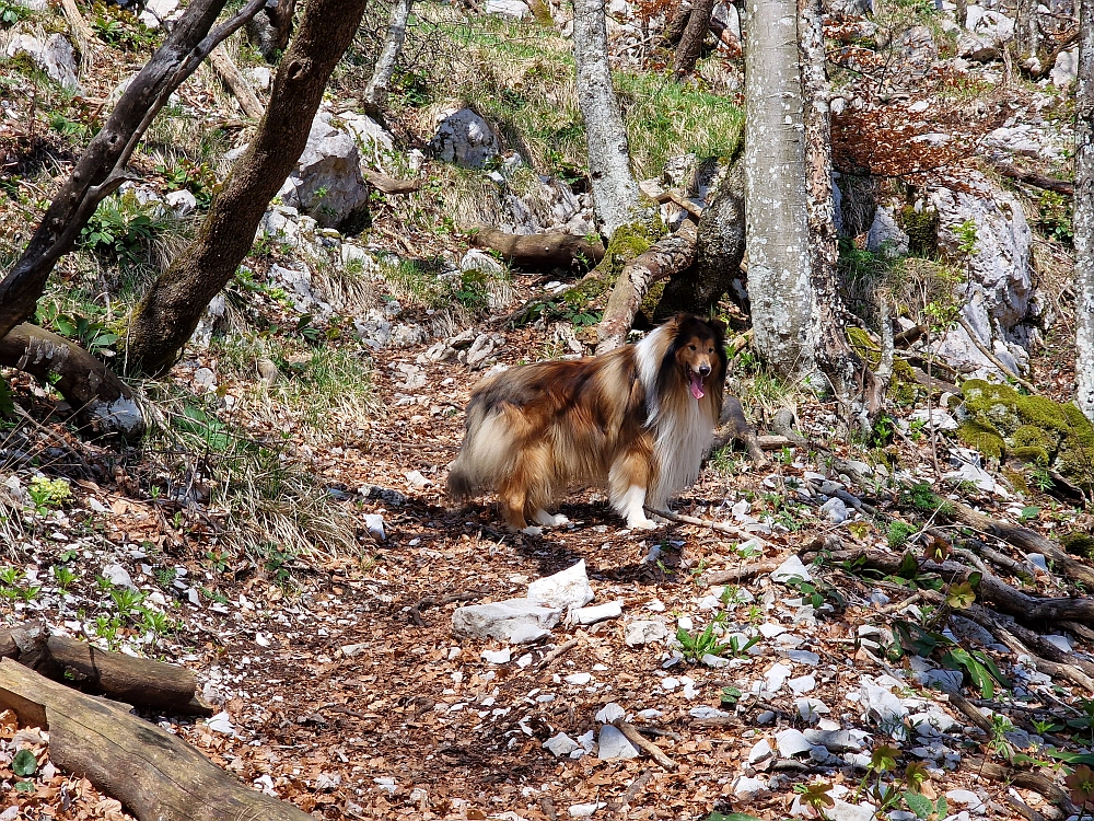 Slika je vidna v Google Chromu.