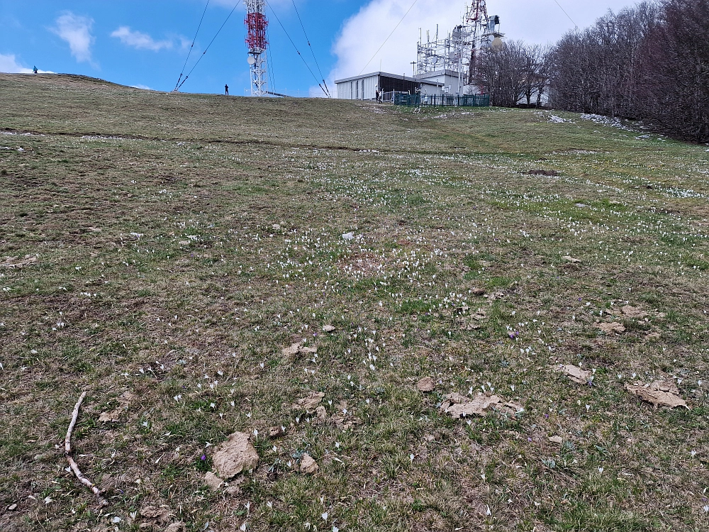 Slika je vidna v Google Chromu.