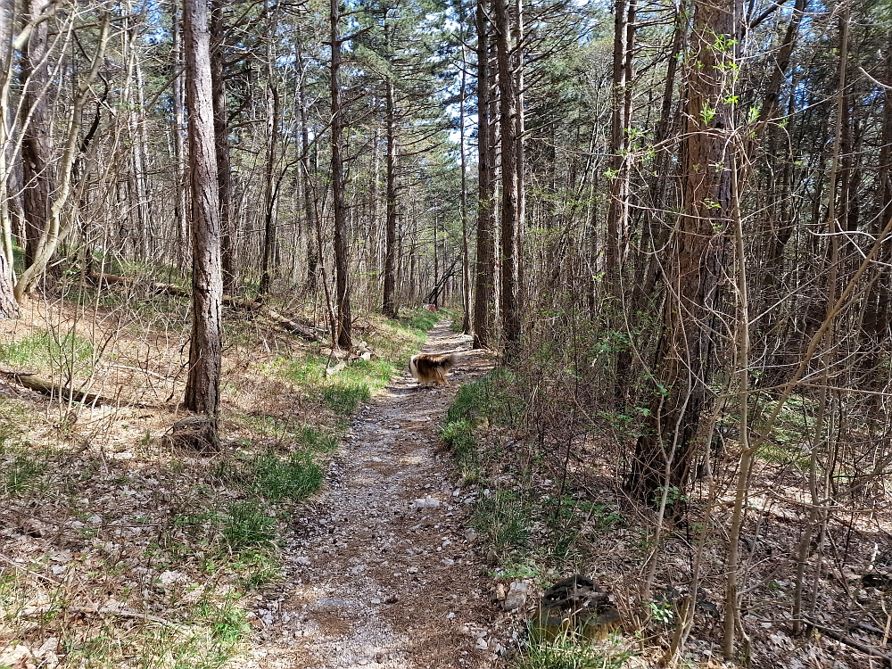 Slika je vidna v Google Chromu.