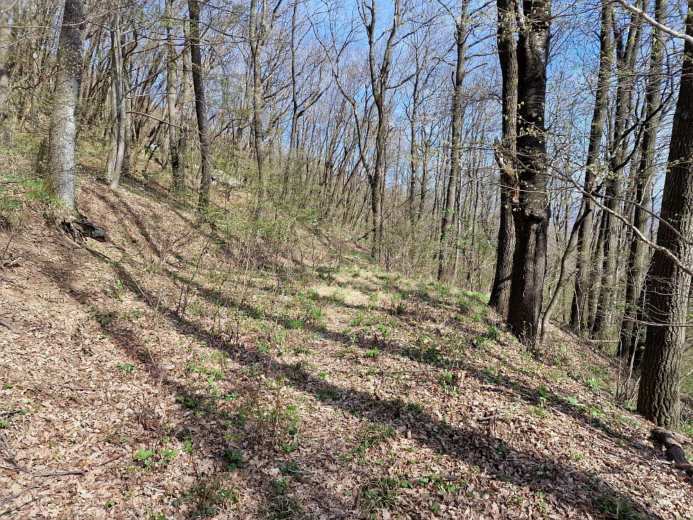 Slika je vidna v Google Chromu.