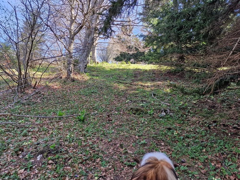 Slika je vidna v Google Chromu.