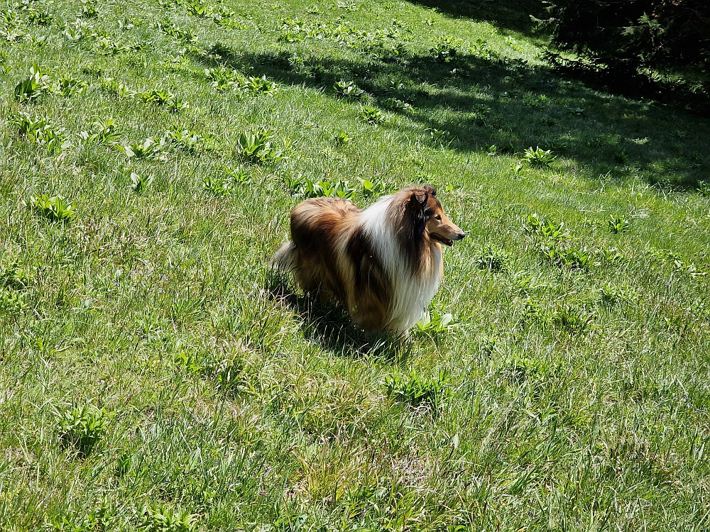 Slika je vidna v Google Chromu.