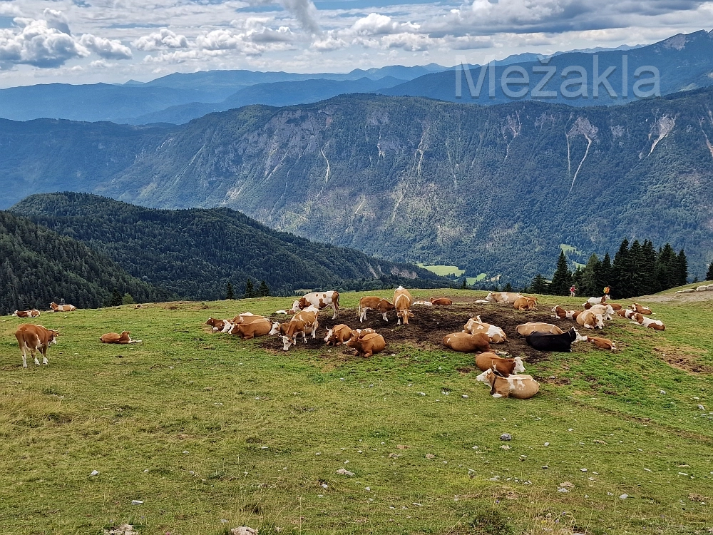 Slika je vidna v Google Chromu.
