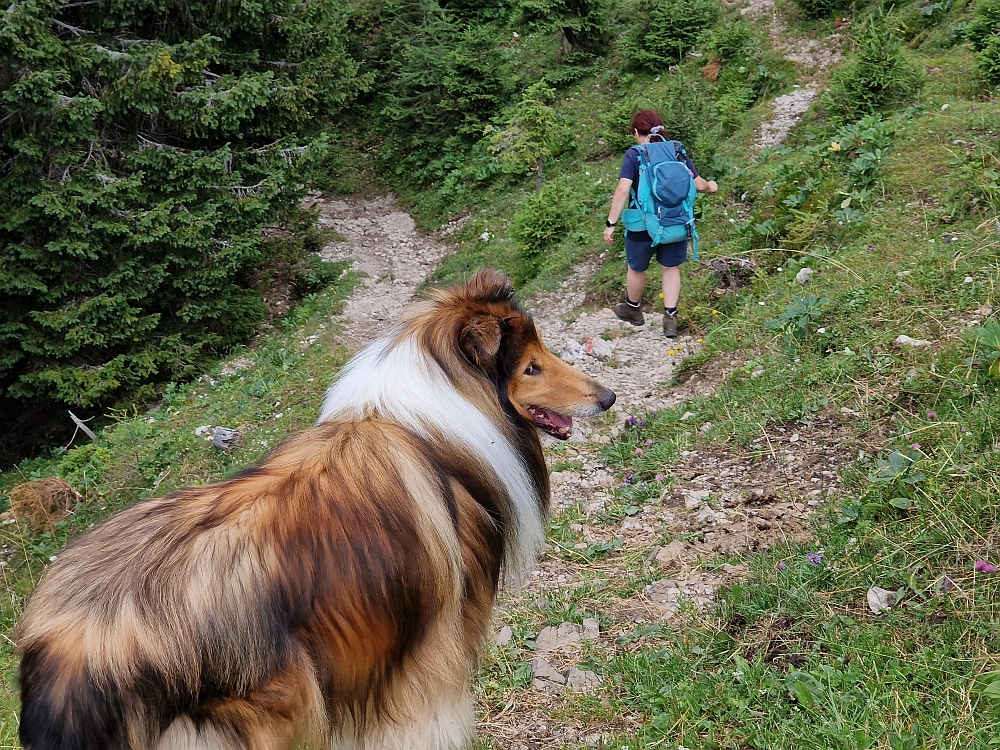 Slika je vidna v Google Chromu.