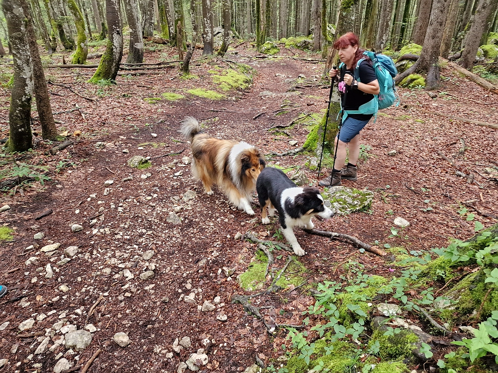 Slika je vidna v Google Chromu.
