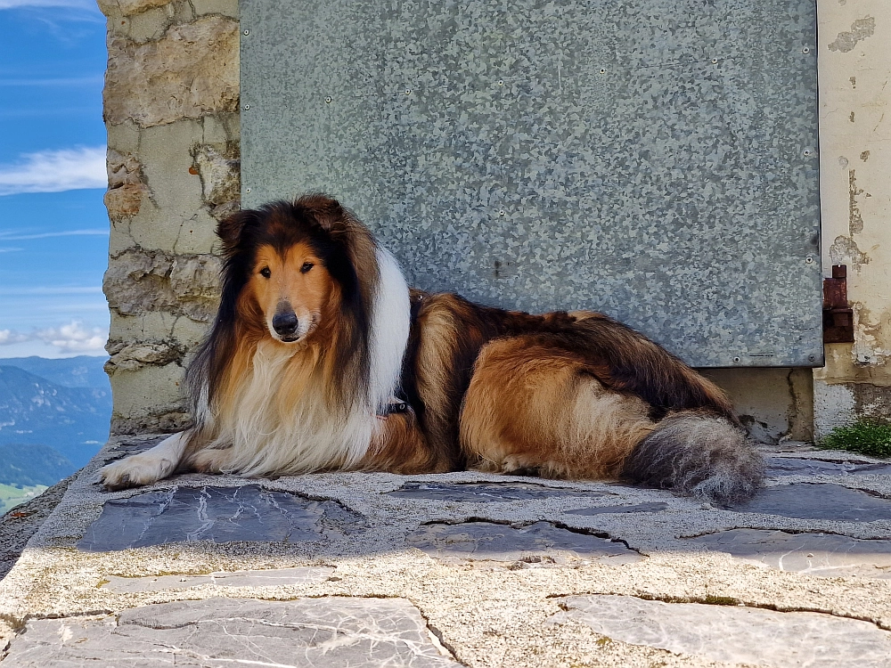 Slika je vidna v Google Chromu.