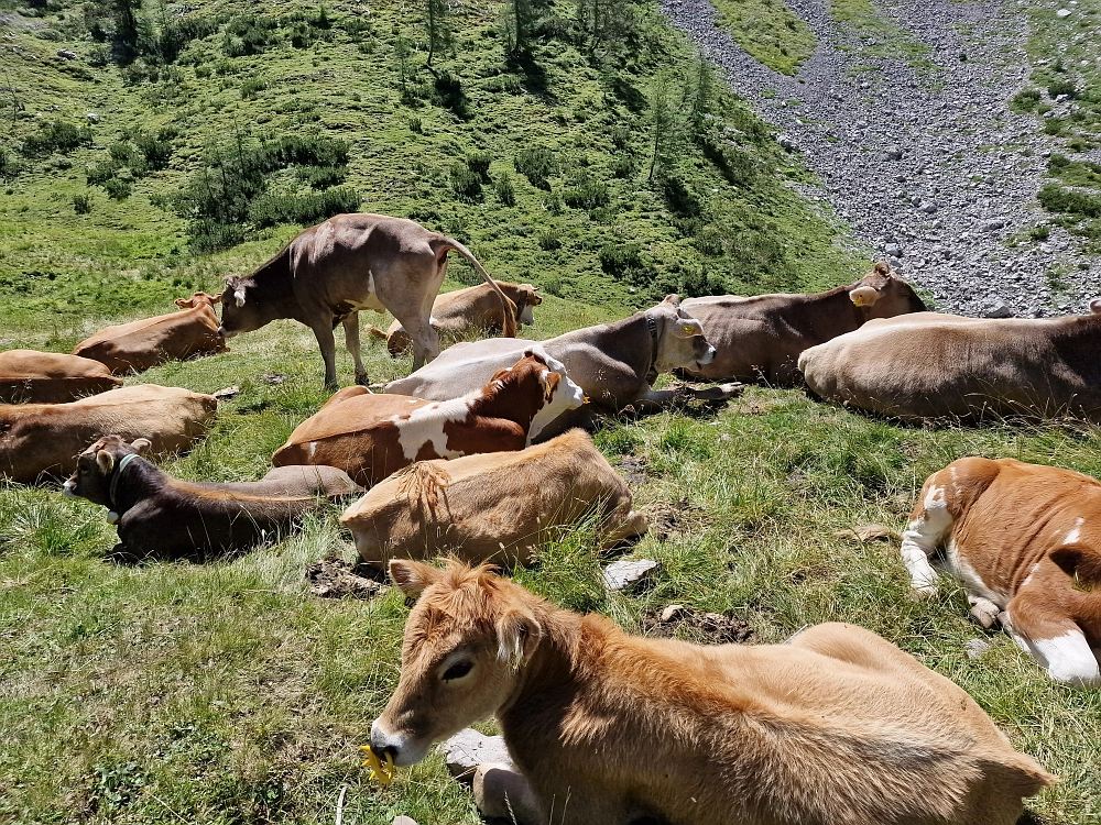 Slika je vidna v Google Chromu.