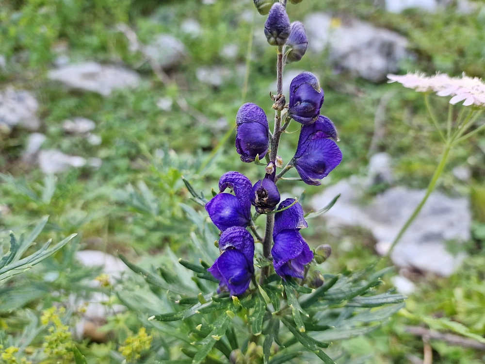 Slika je vidna v Google Chromu.