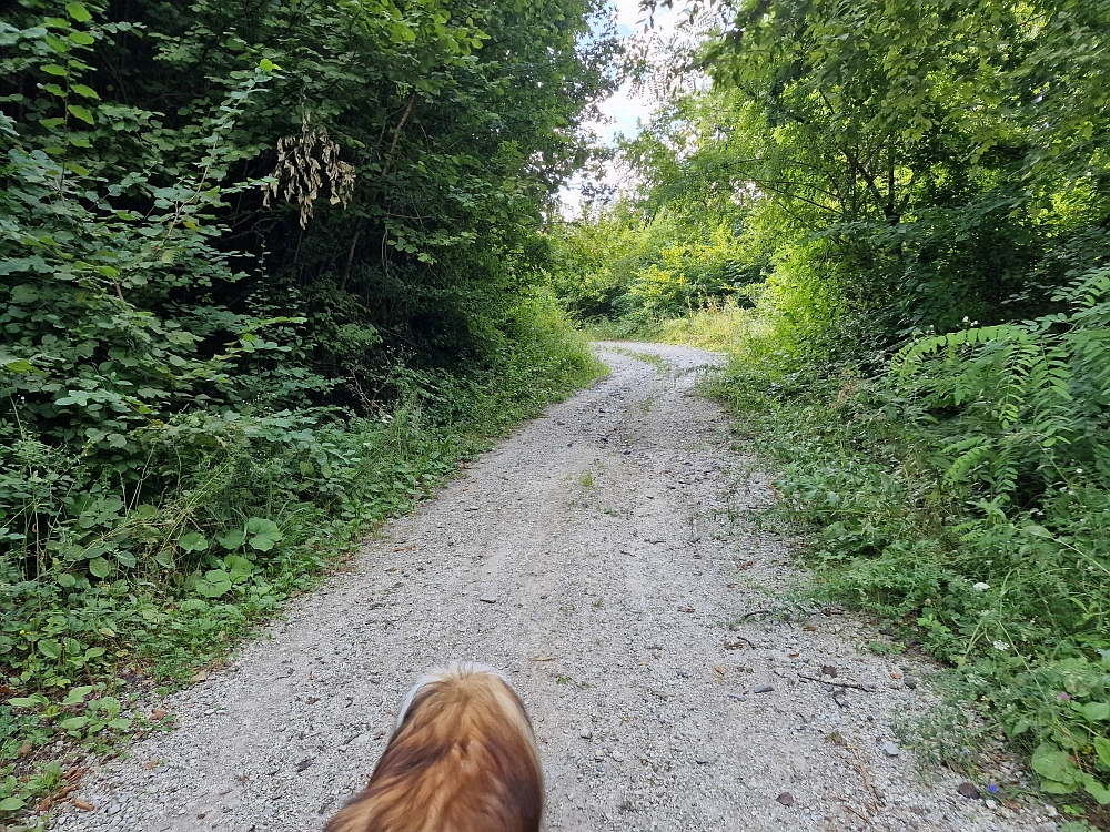 Slika je vidna v Google Chromu.