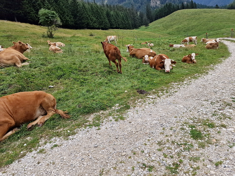 Slika je vidna v Google Chromu.