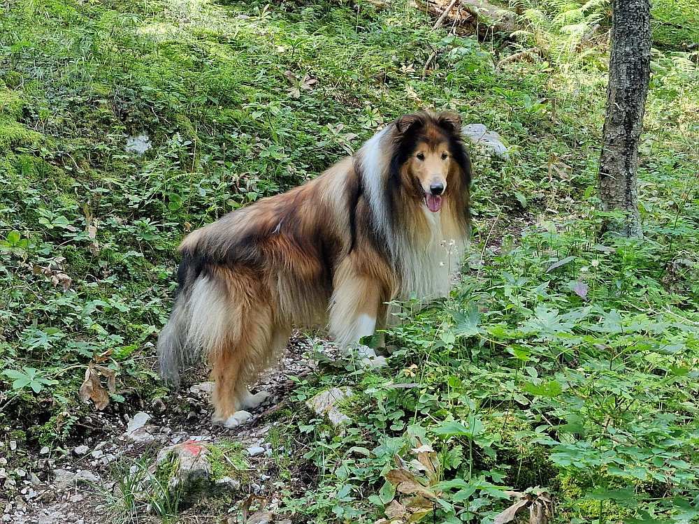 Slika je vidna v Google Chromu.
