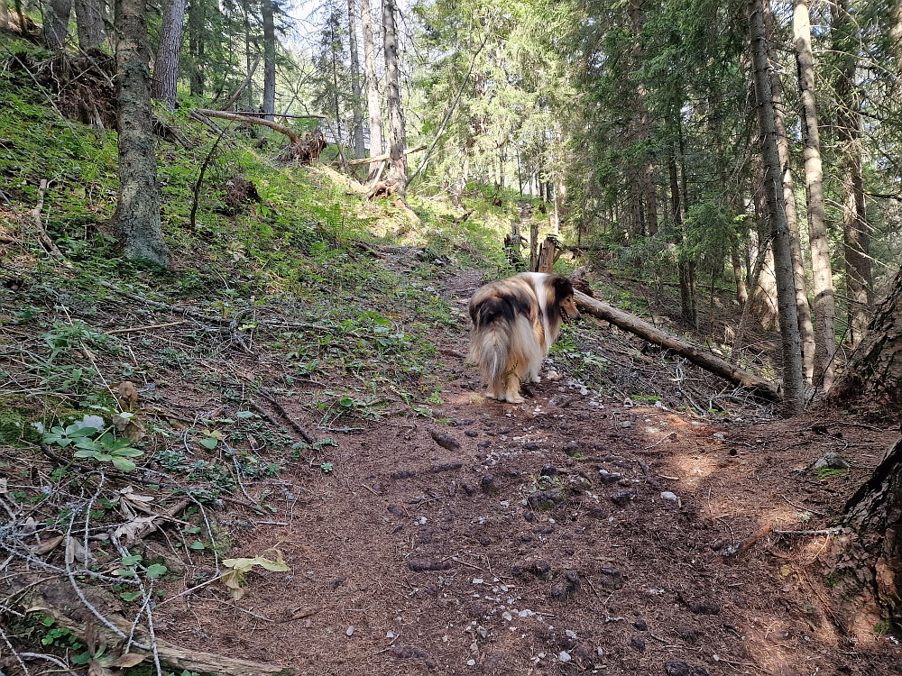 Slika je vidna v Google Chromu.
