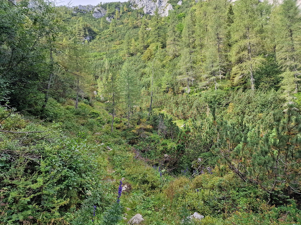 Slika je vidna v Google Chromu.